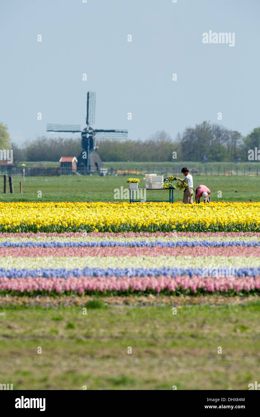 Niederlande, Noordwijk, Tulpe und Hyazinthe Felder. Männer, die Tulpen pflücken. Hintergrund-Windmühle Stockfoto