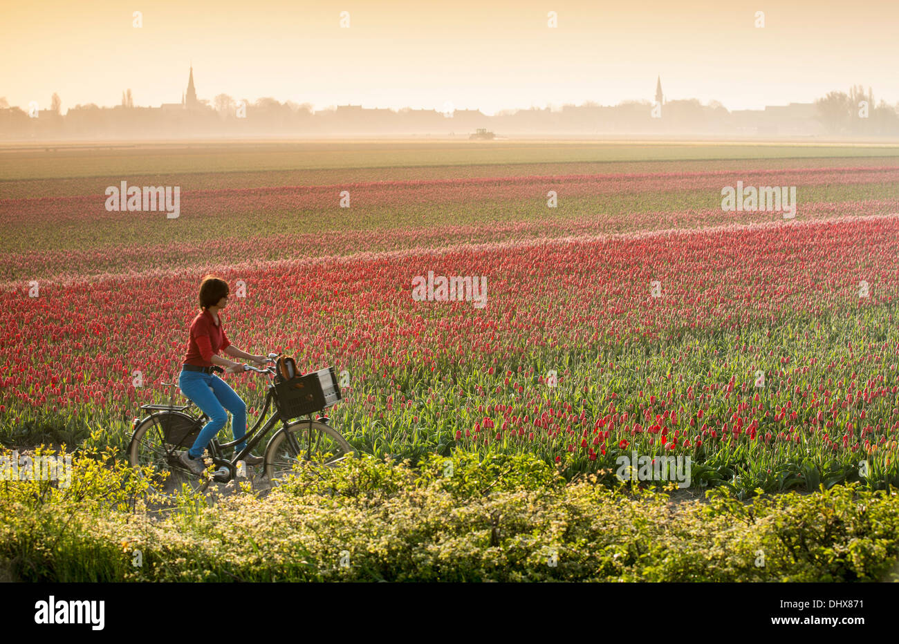 Niederlande, Hillegom, Tulpenfeld im Morgennebel. Frau, Radfahren Stockfoto