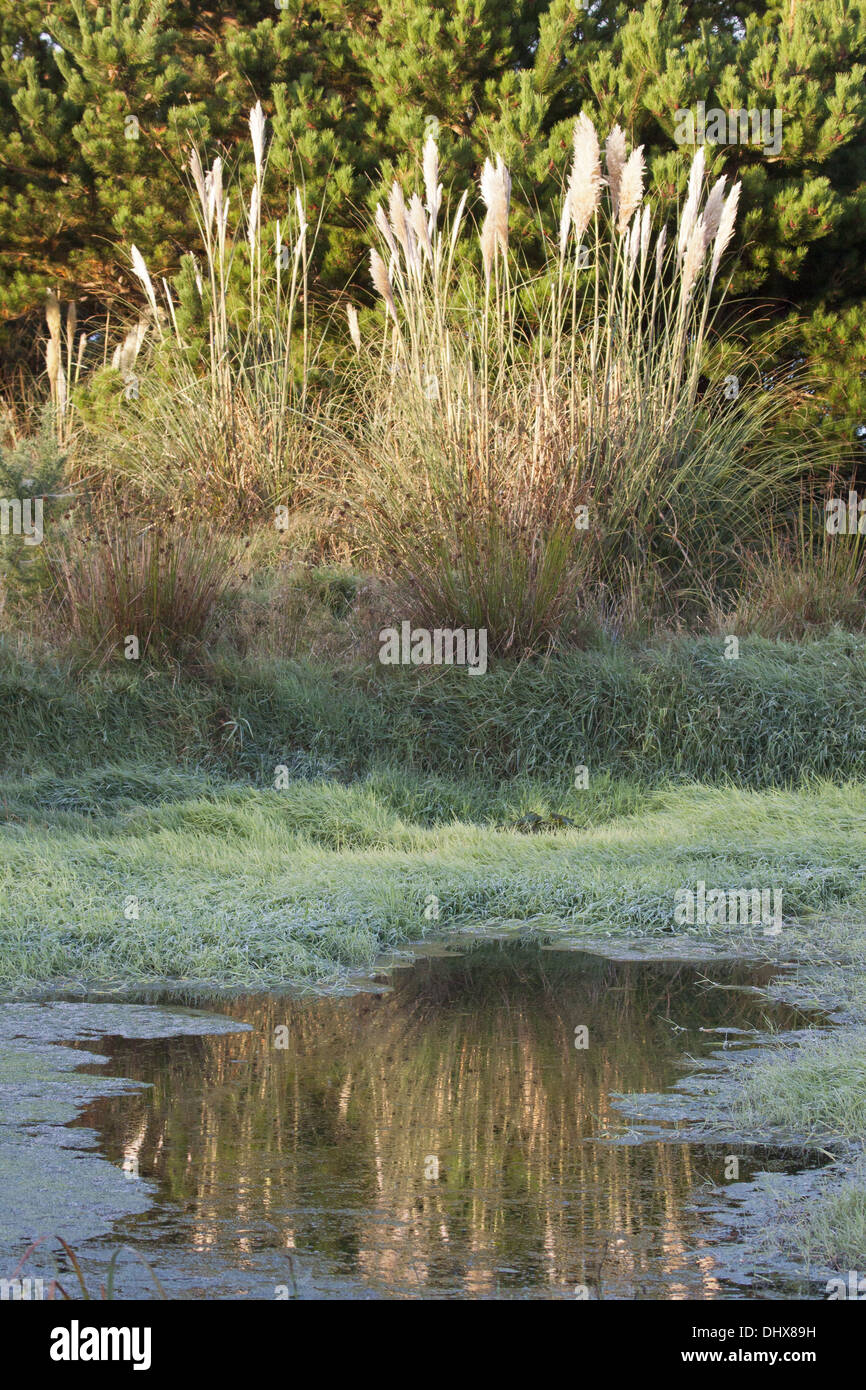 Reed-Anlage in einem Garten in Irland Stockfoto