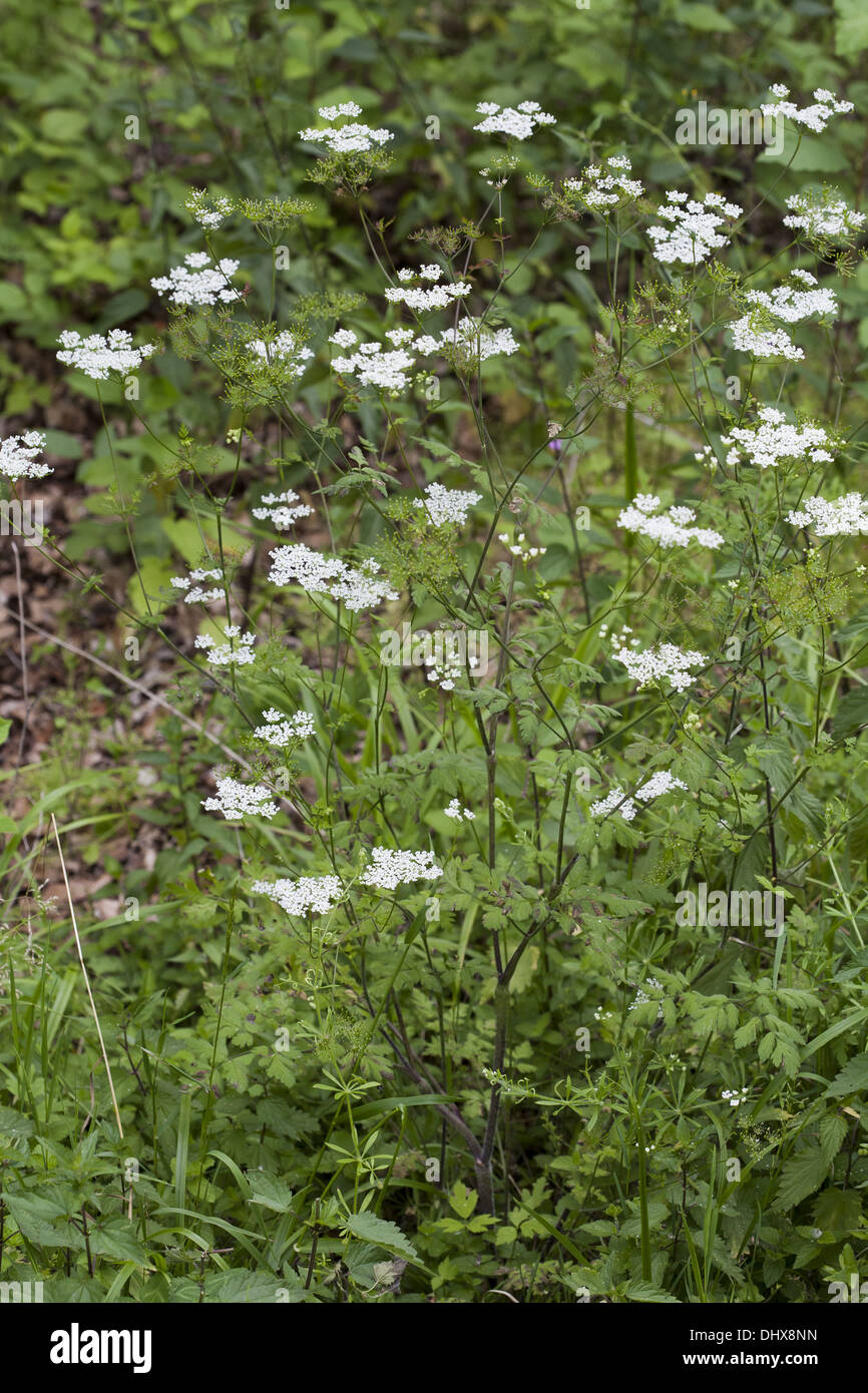 Chaerophyllum Temulum, grobe Kerbel Stockfoto