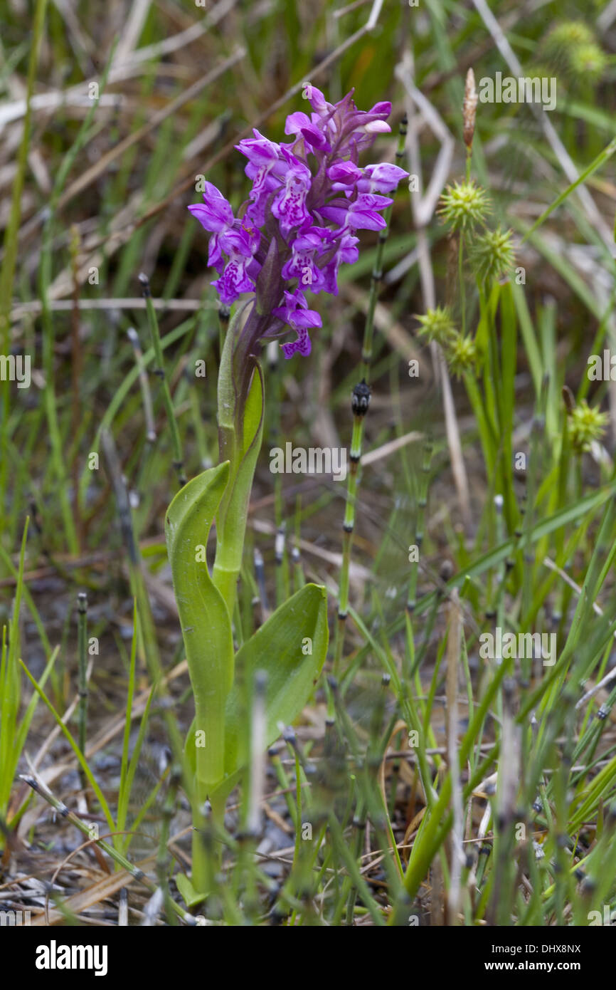 Dactylorhiza Wurzelsud, frühen Mars Orchidee Stockfoto