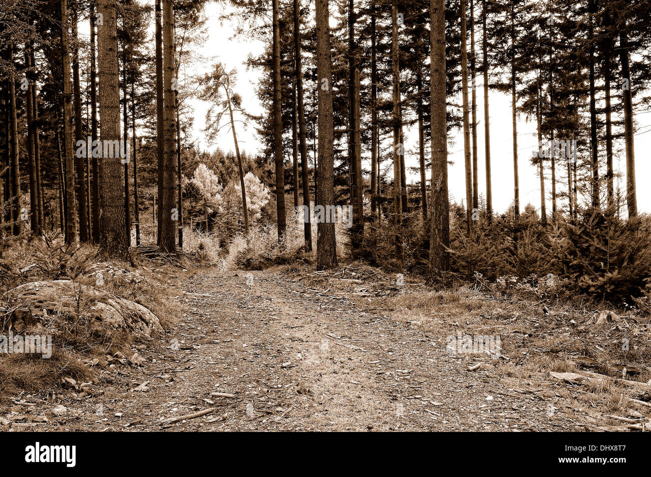 Hochwald-sepia Stockfoto
