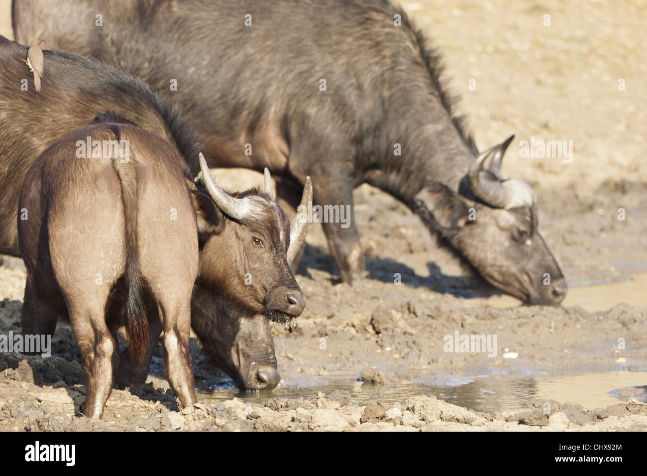 Afrikanische Büffel (Syncerus Caffer) Stockfoto