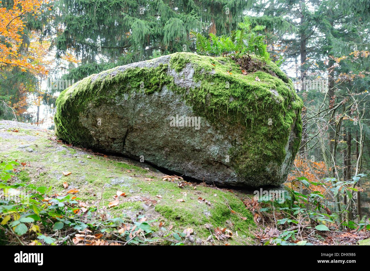 Moosbewachsenen Stein im Wald Stockfoto