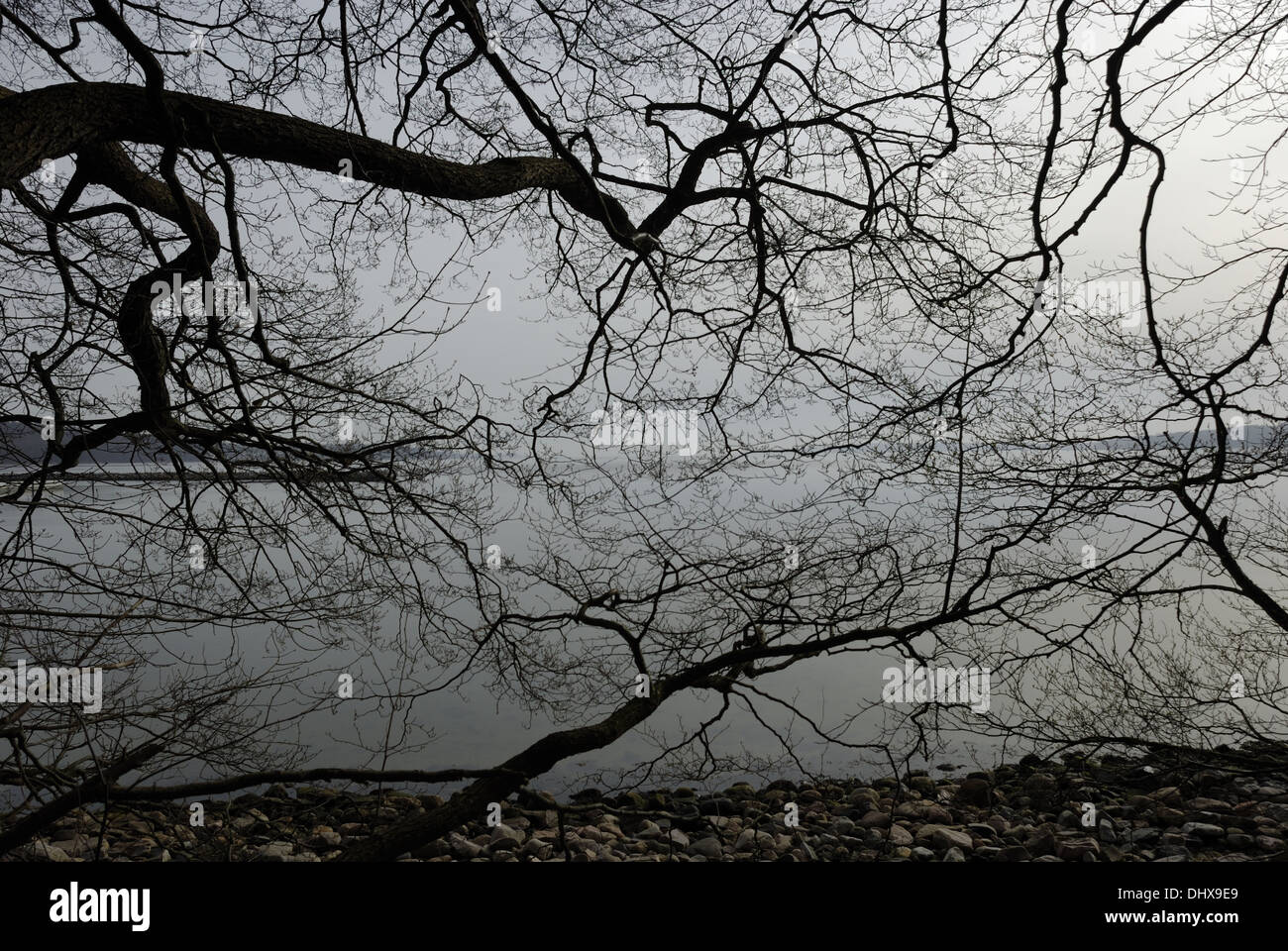 Blattlose Bäume im winter Stockfoto