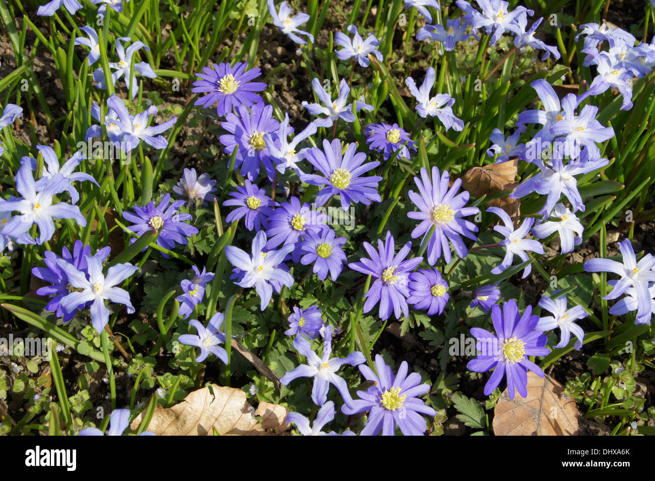 Griechischen Anemone und Scilla bifolia Stockfoto