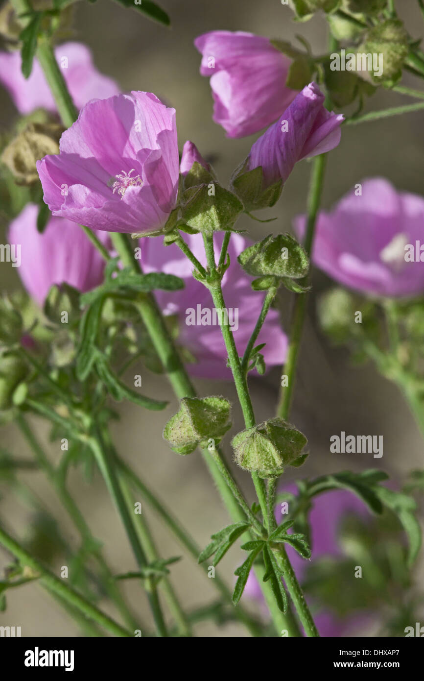 Größere Moschusmalve, Malva alcea Stockfoto