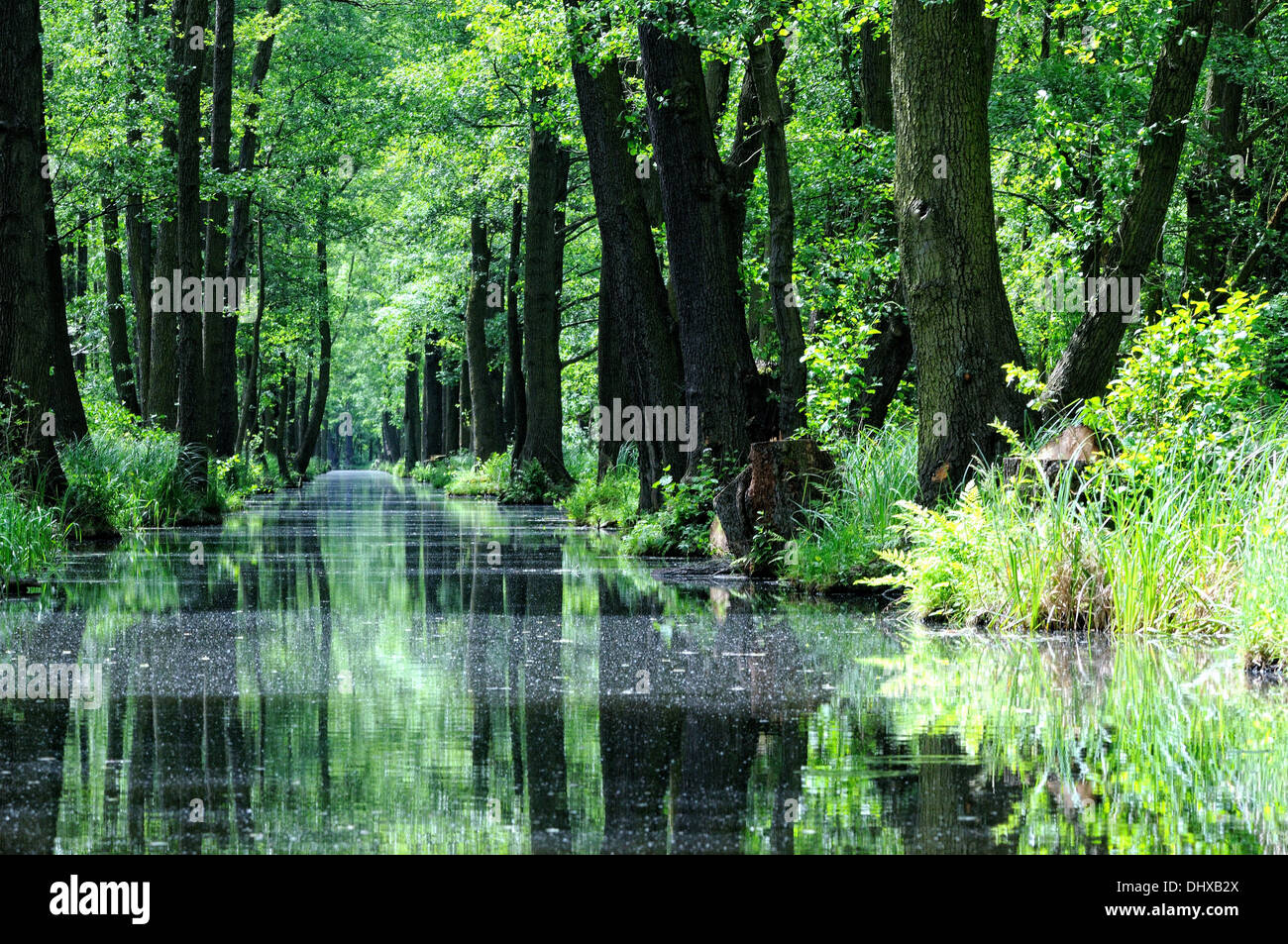 Reisen in den Spreewald-Deutschland Stockfoto