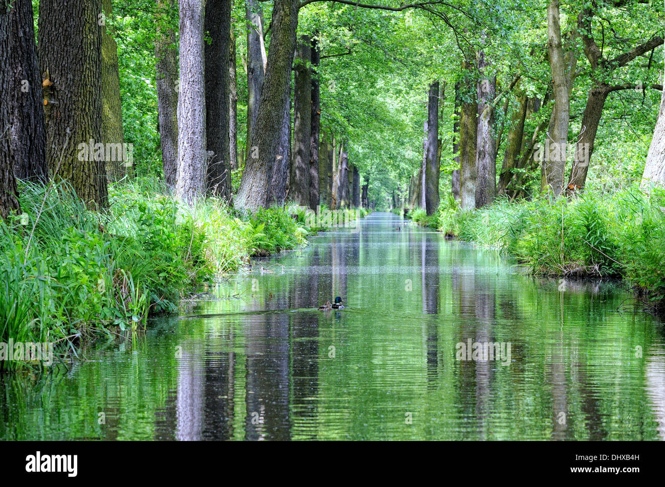 Stille in der Spreewald-Deutschland Stockfoto