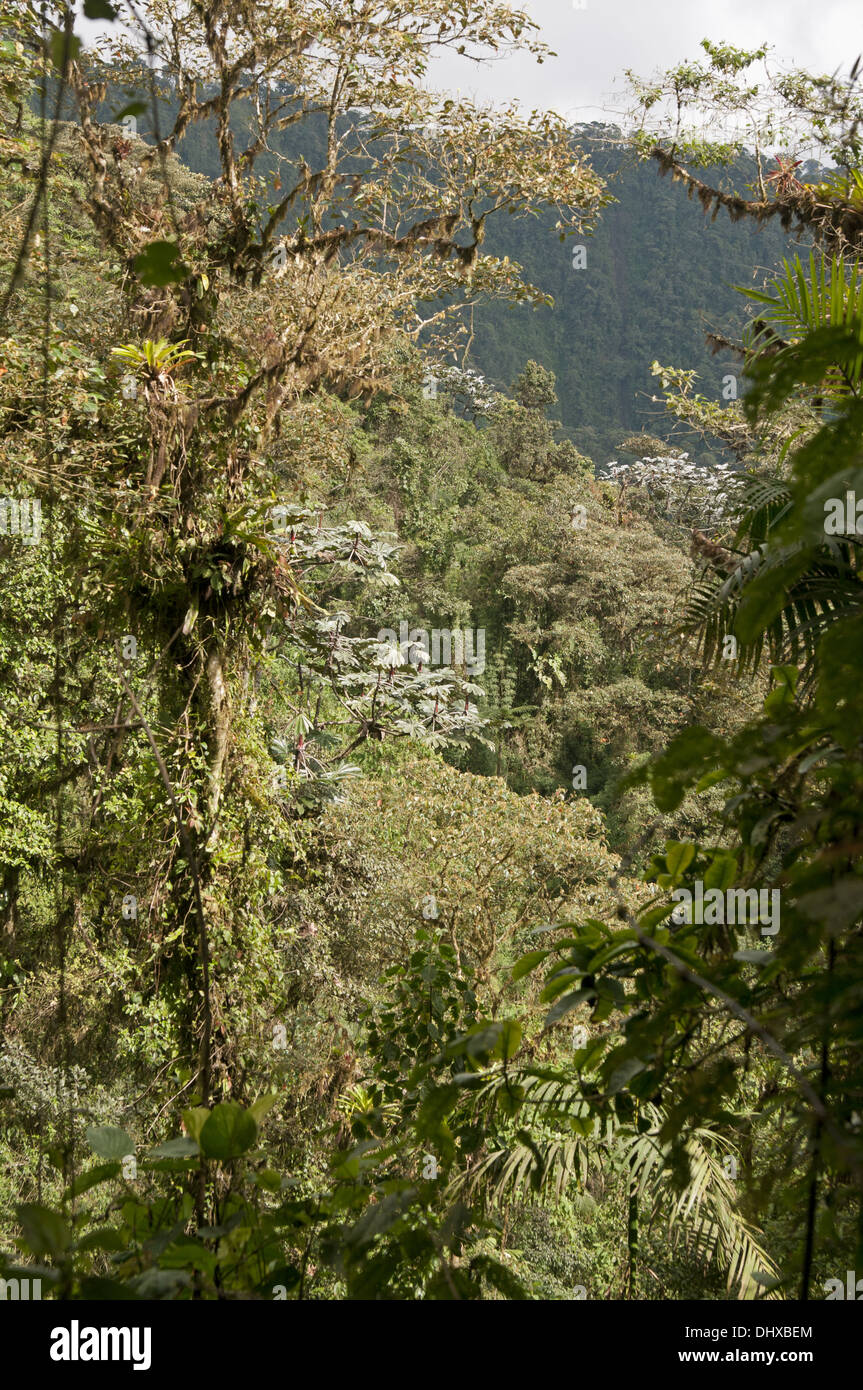 Anden Nebelwald, Tandayapa Region, Ecuador Stockfoto