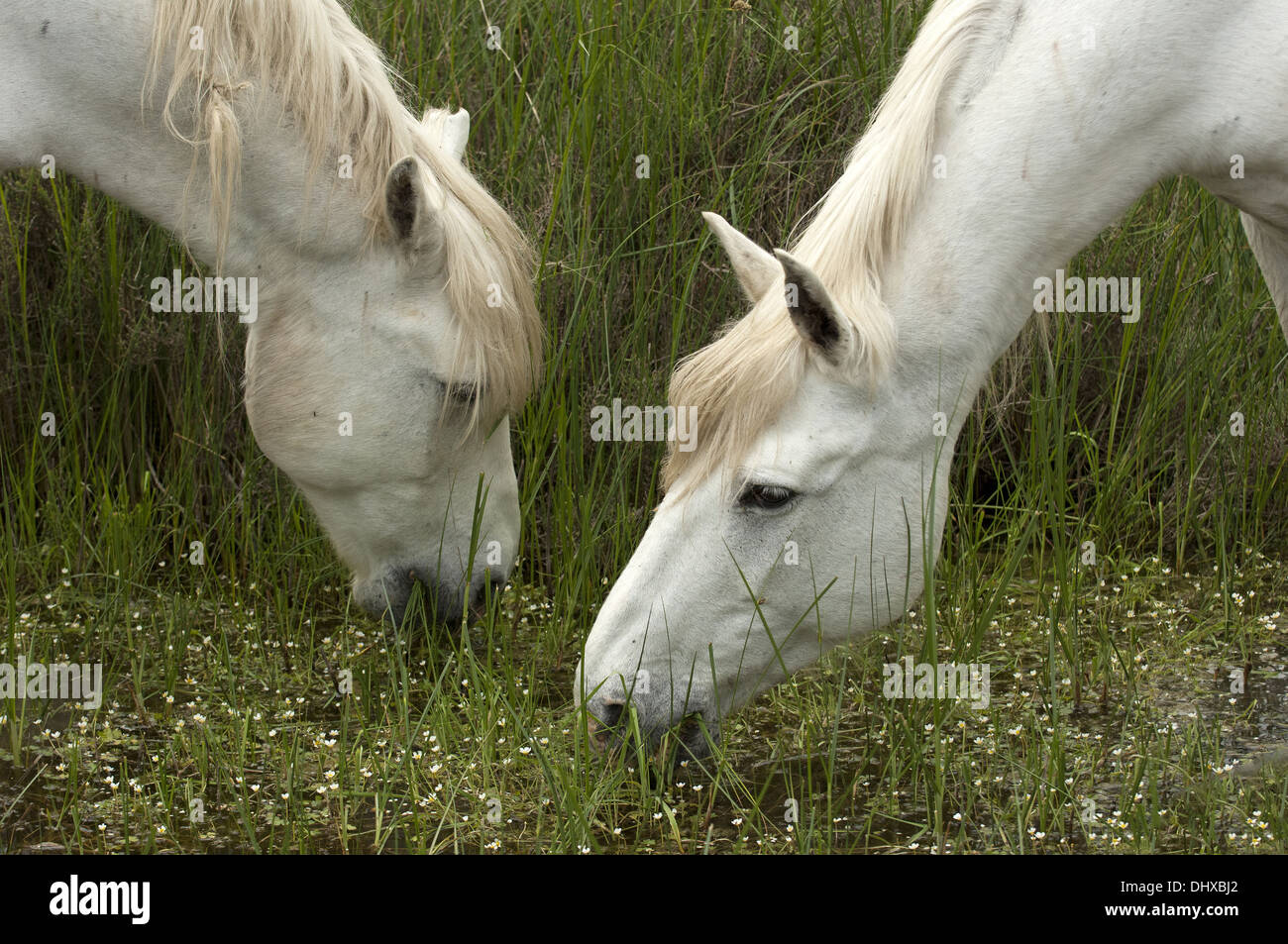 Porträt der Camargue-Pferde Stockfoto