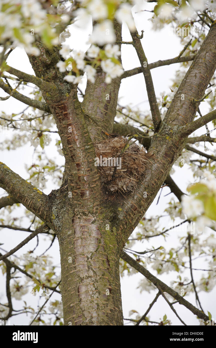 Amsel, weiblicher Vogel in einem nest Stockfoto