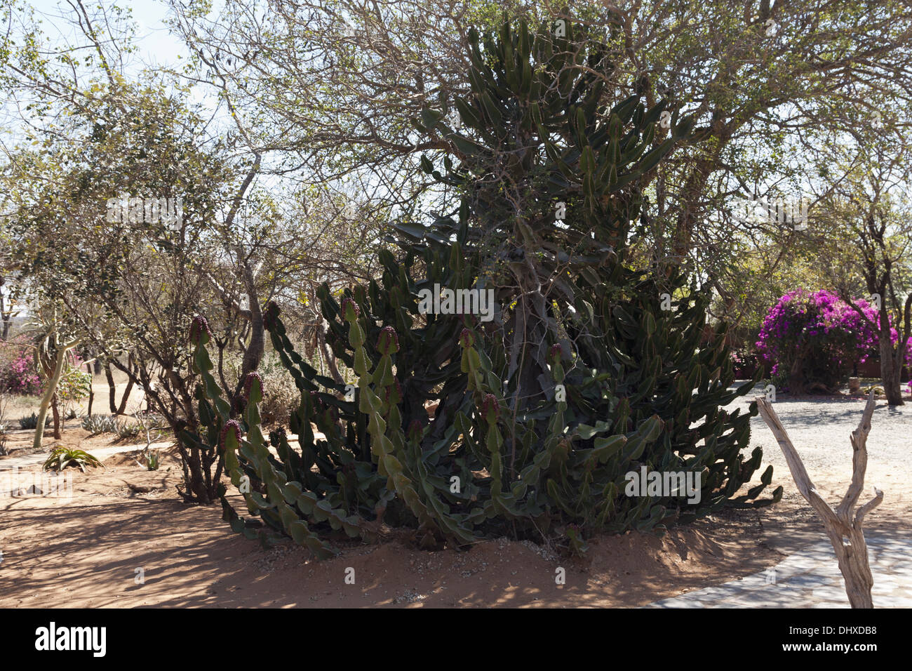 Kaktus Pflanze in Afrika Stockfoto