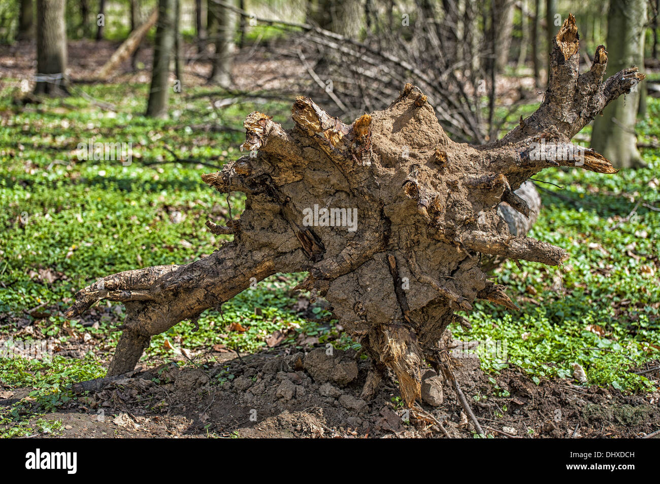 umgestürzter Baum Stockfoto