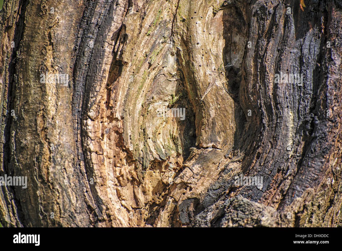 Rinde eines Kranken Baumes Stockfoto