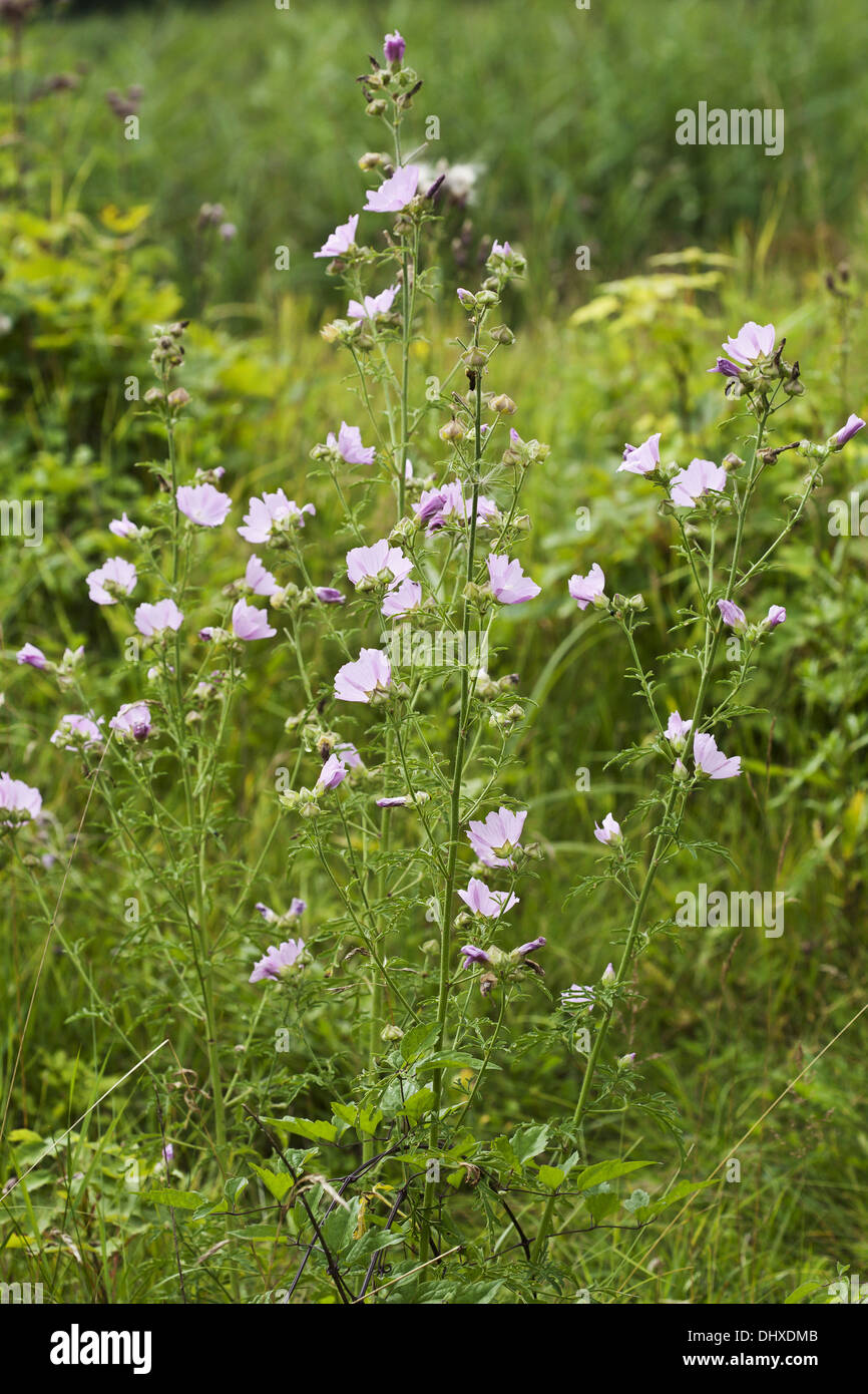 Größere Moschusmalve, Malva alcea Stockfoto