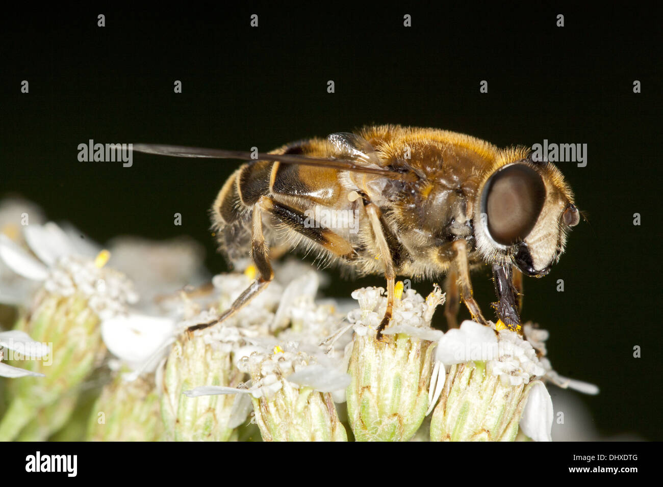 Eristalis Pertinax, Drohne fliegen Stockfoto