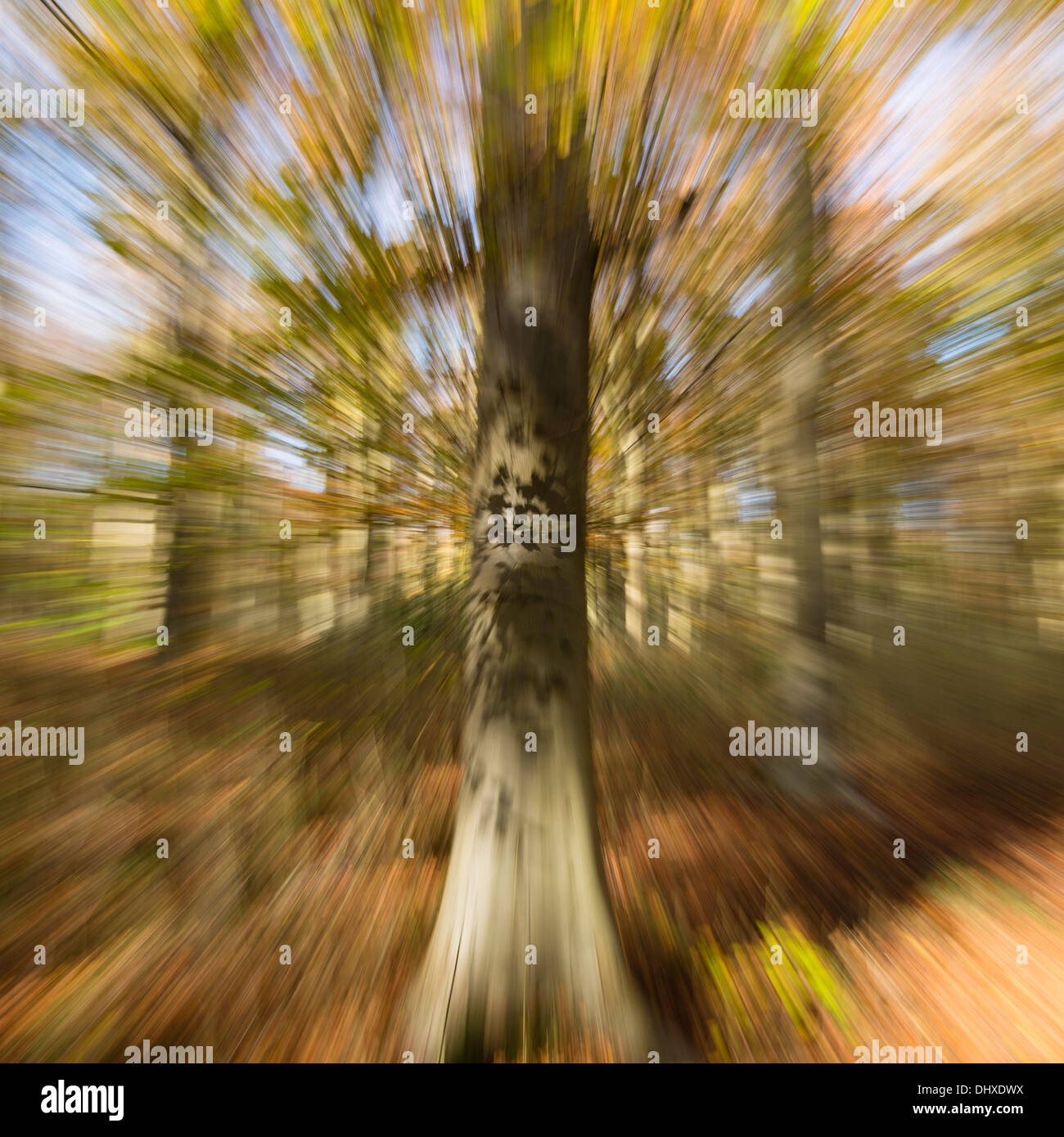 Kreative abstrakte Objektiv Zoom Platzen der Wald herbstlich Szene Stockfoto