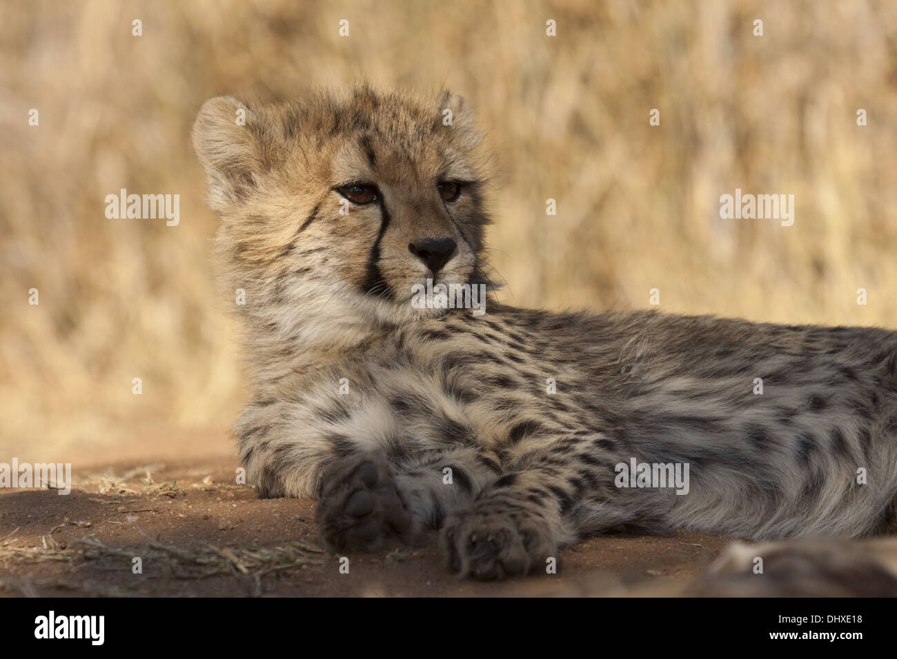 Gepard (Acinonyx Jubatus) Stockfoto