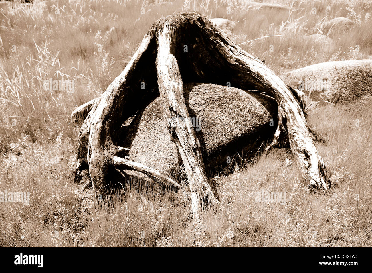 Baumwurzeln im hellen Sonnenlicht sepia Stockfoto