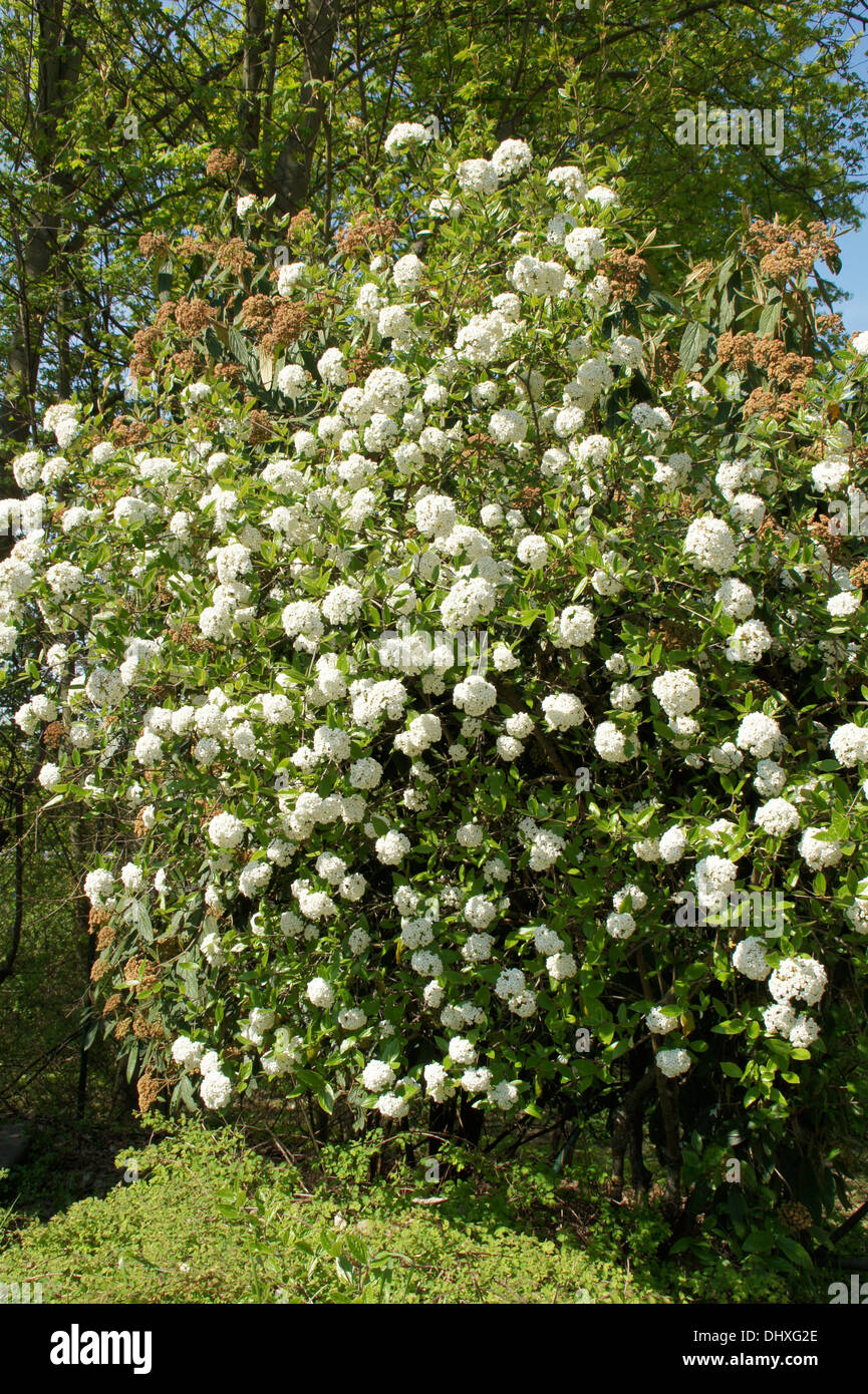 Viburnum x burkwoodii Stockfotografie Alamy