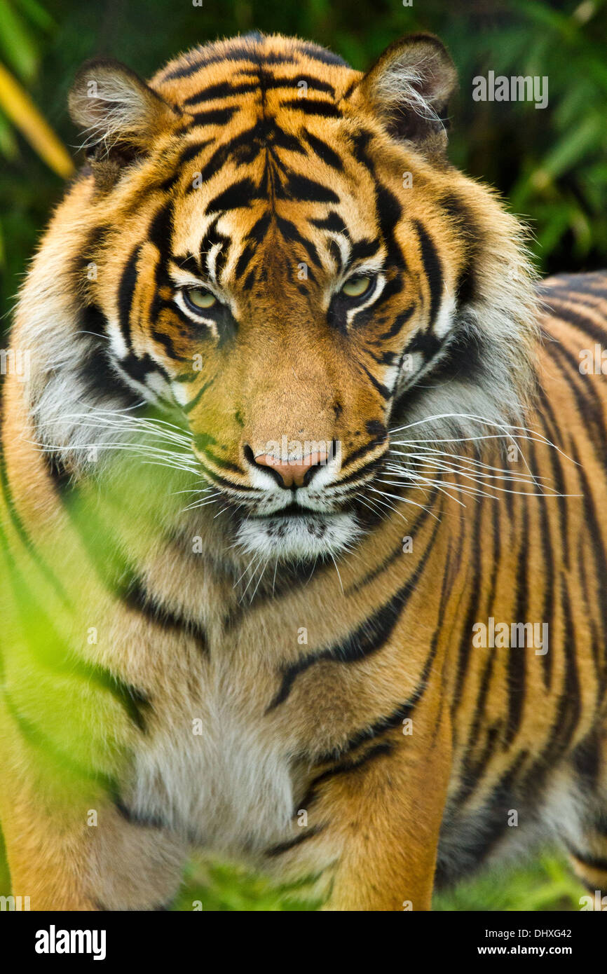 Sumatra-Tiger (Panthera Tigris Sumatrae) Stockfoto