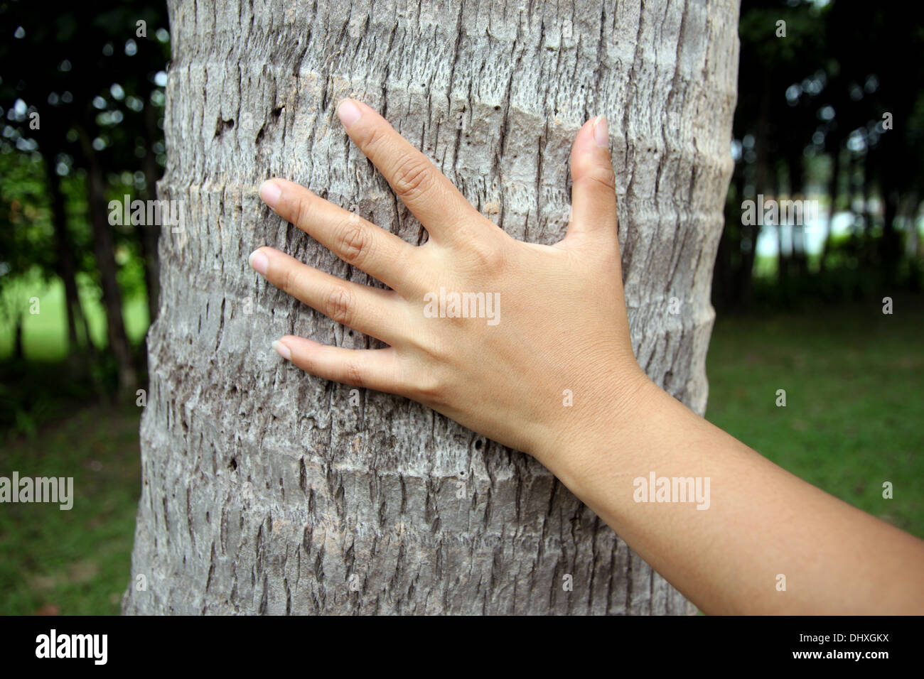 Hand-Touch-Kokosnuss im Garten. Stockfoto