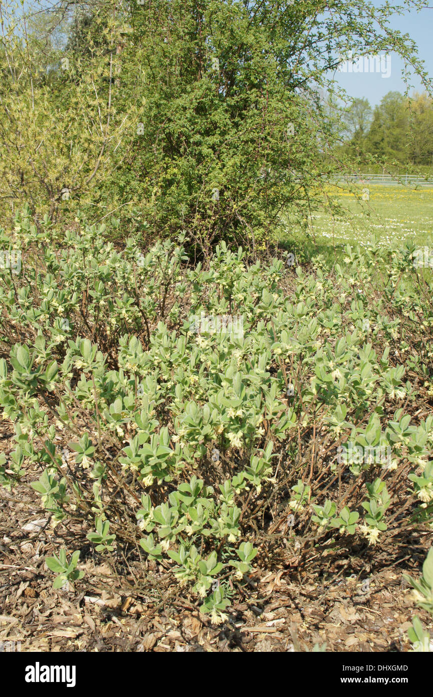 Sweetberry Strauch Stockfoto