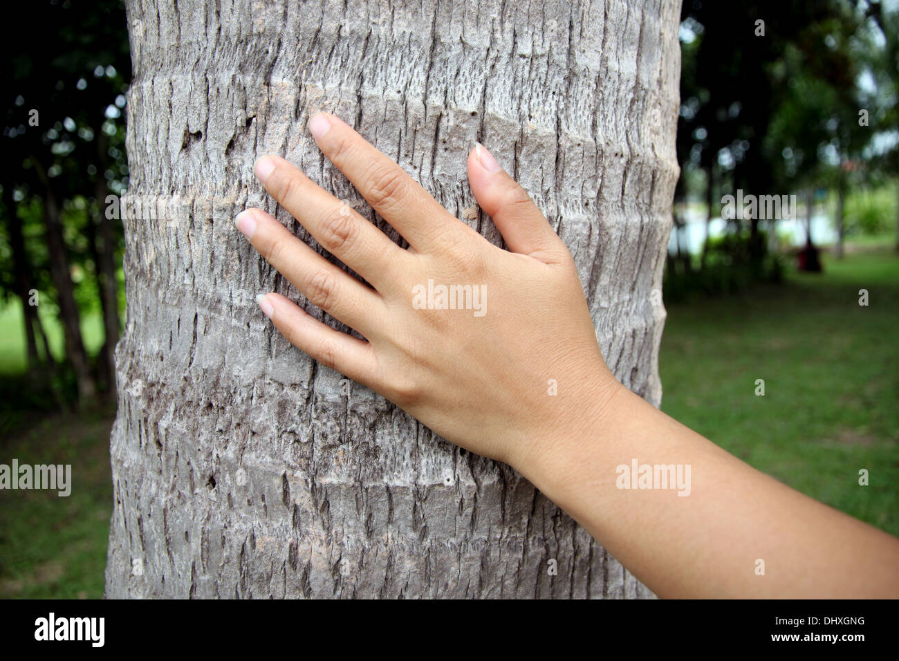 Hand-Touch-Kokosnuss im Garten. Stockfoto