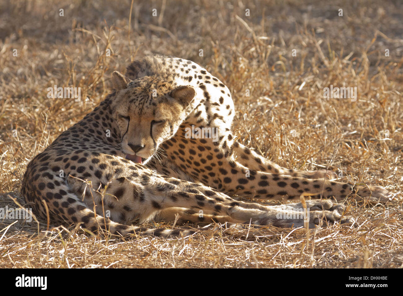 Gepard (Acinonyx Jubatus) Stockfoto