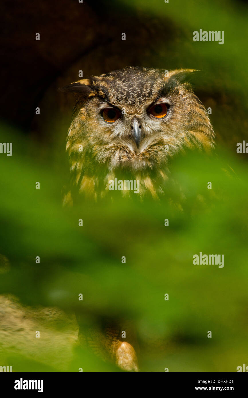 Eurasische Adler-Eule (Bubo Bubo) Stockfoto