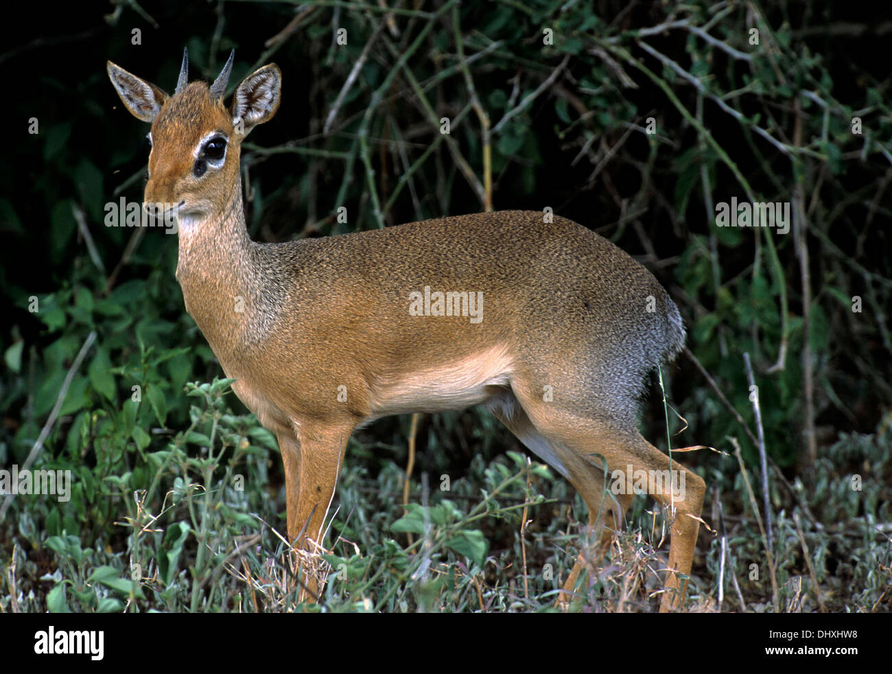 Dik-Dik (Madoqua Kirkii), kleinste Antilope Afrikas, in Afrika Serengeti National Conservation Area (Oldupai Gorge) Stockfoto