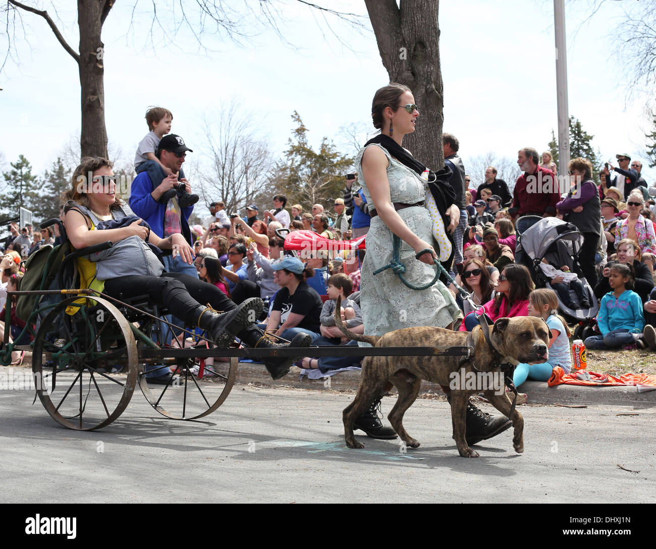 Ein Hund zieht eine Person in einem Wagen am Maifeiertag Parade und Festival in Minneapolis, Minnesota. Stockfoto