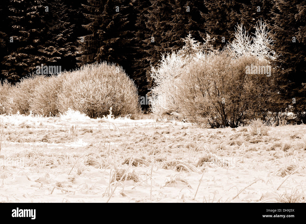 verschneiten Wald sepia Stockfoto