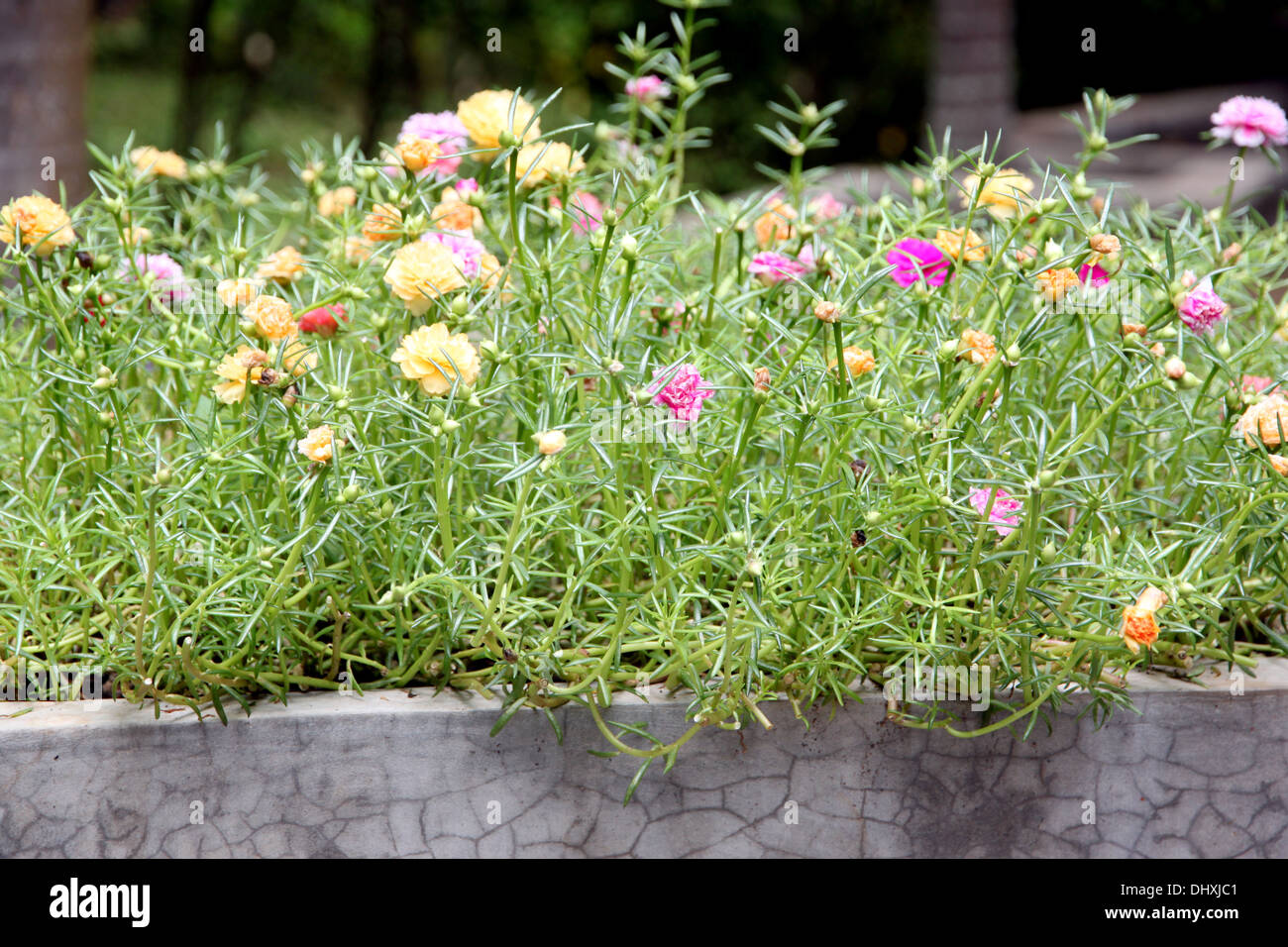 Gemeinsamen Portulak Blumen im Garten hinter dem Haus. Stockfoto