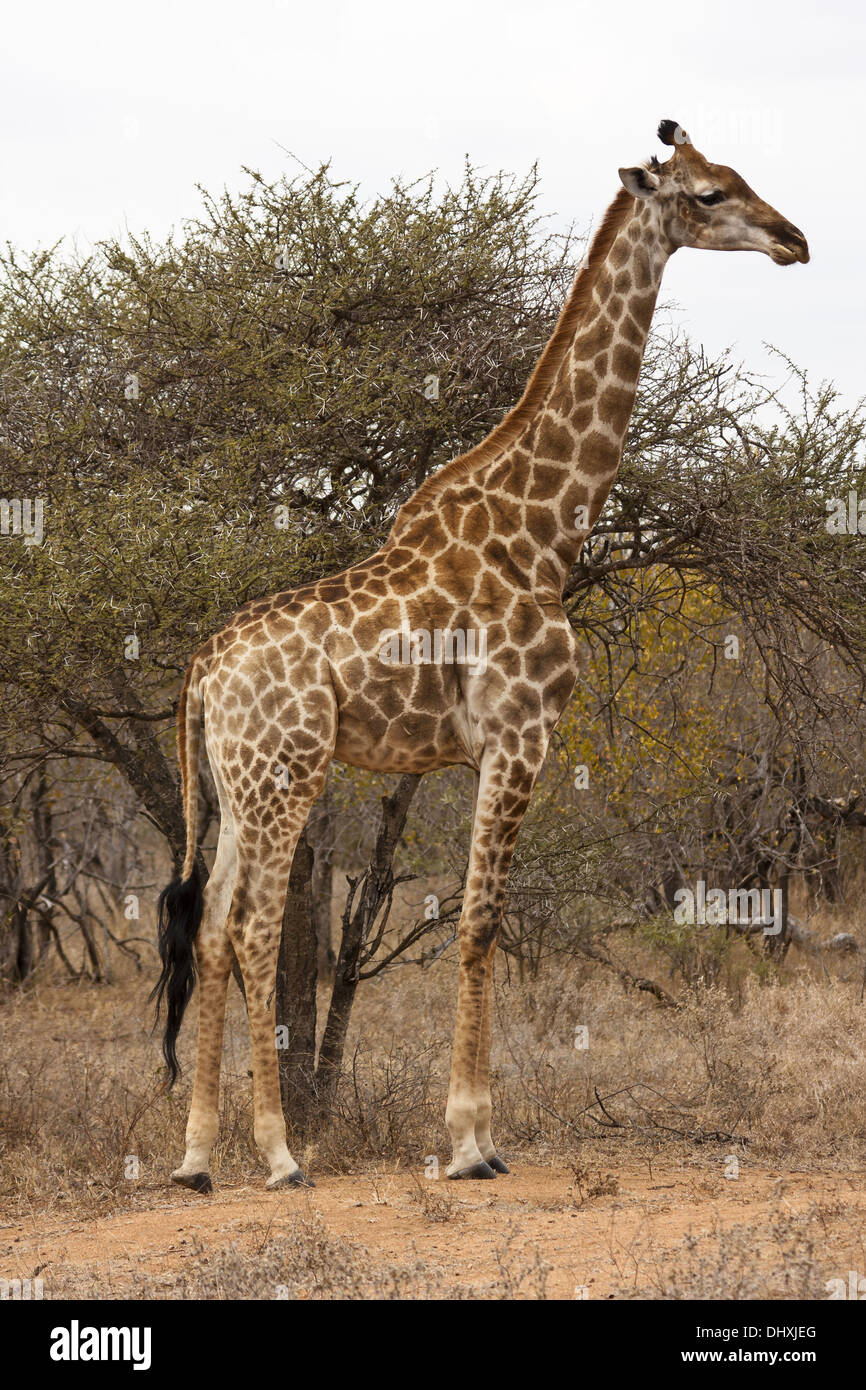 Giraffe (G. c. Giraffa) Stockfoto