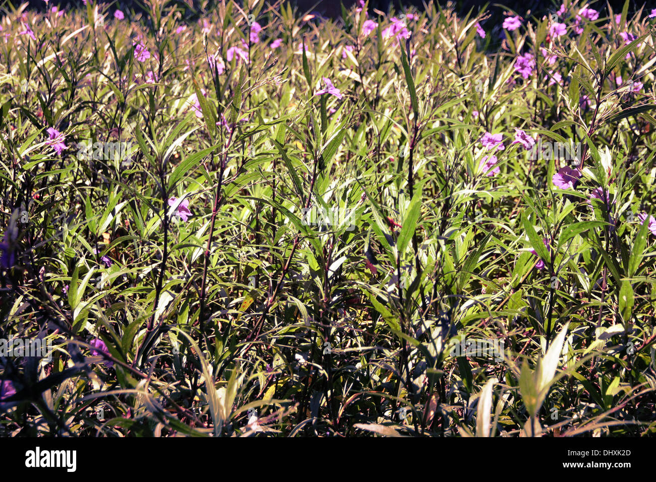 Der Bildhintergrund lila Blumen im Garten. Stockfoto