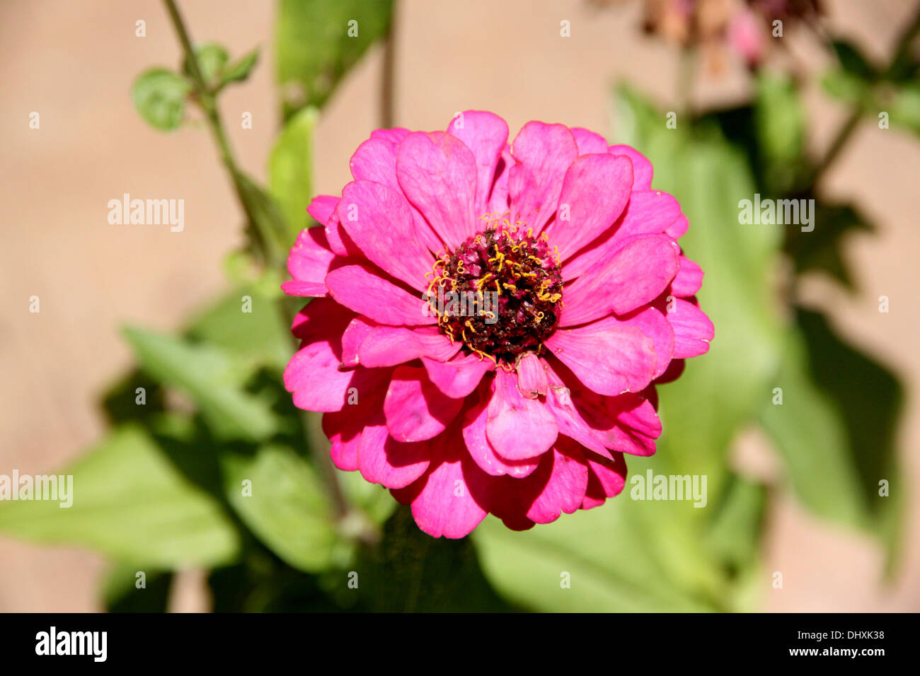 Der Bildhintergrund rosa Blüten im Hinterhof. Stockfoto