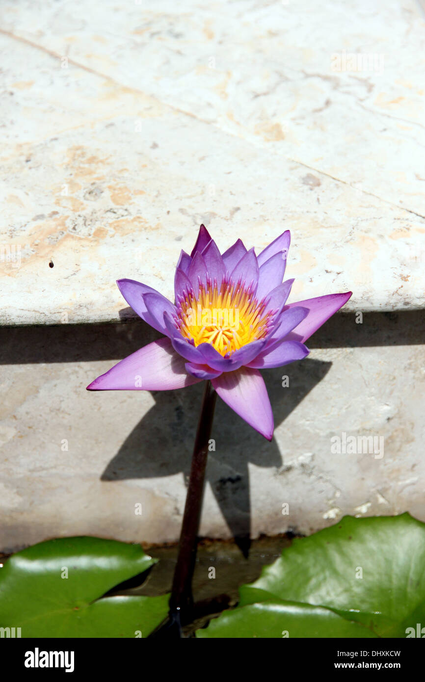 46+ Lotus Im Teich, Der lotos braucht keinerlei licht im winter.