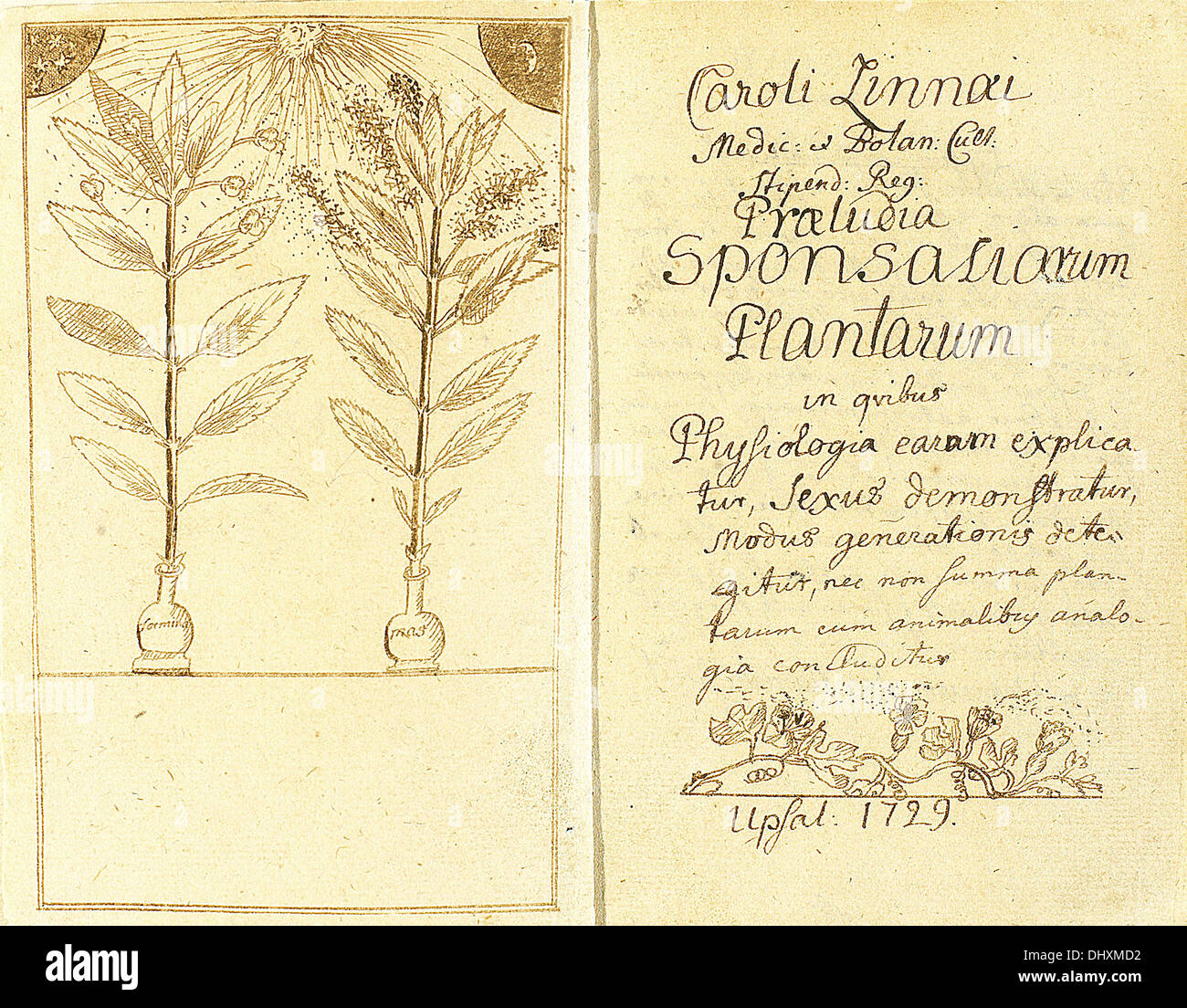 Bestäubung von Carl Linnaeus, 1729 in Präludien Sponsaliorum Plantarum - dargestellt Stockfoto