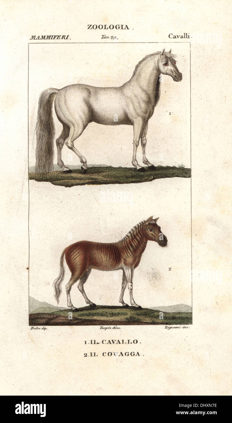 Pferd, Equus Ferus Caballus und ausgestorbene Quagga, Equus Quagga Quagga. Stockfoto