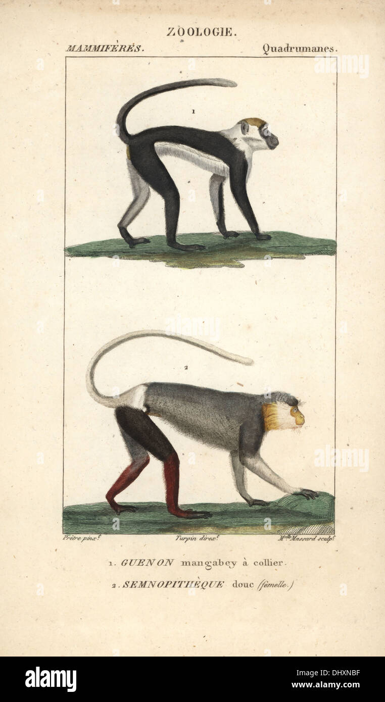 Mit Kragen Mangabey, Cercocebus Manlius (anfällig) und weibliche rot Schaft-Douc Affe, Pygathrix Nemaeus (gefährdet). Stockfoto