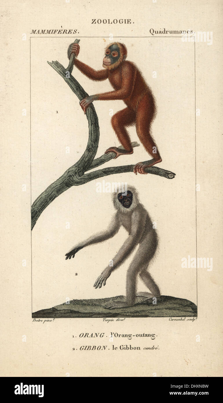 Bornean Orangutan, Pongo Pygmaeus (gefährdet) und silbrig Gibbon, Hylobates Moloch (gefährdet). Stockfoto
