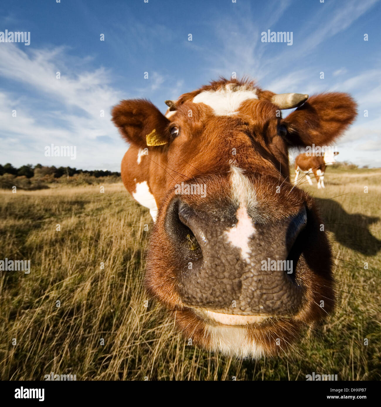 Holländische Kuh in freie und natürliche Umgebung Stockfoto