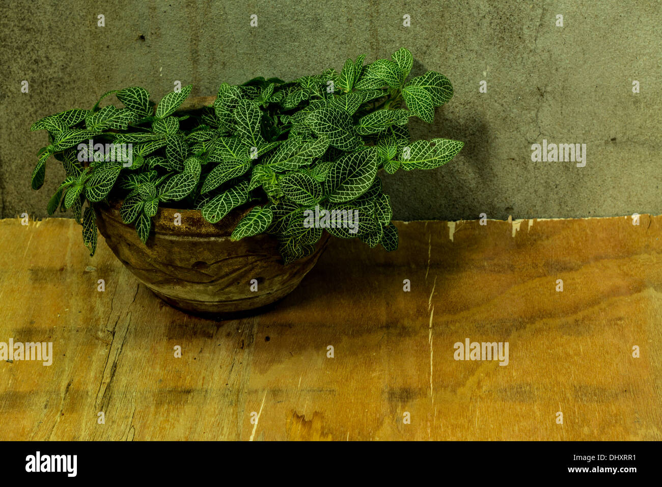 Stilleben, gestreiftes Blatt Zierpflanzen Stockfoto