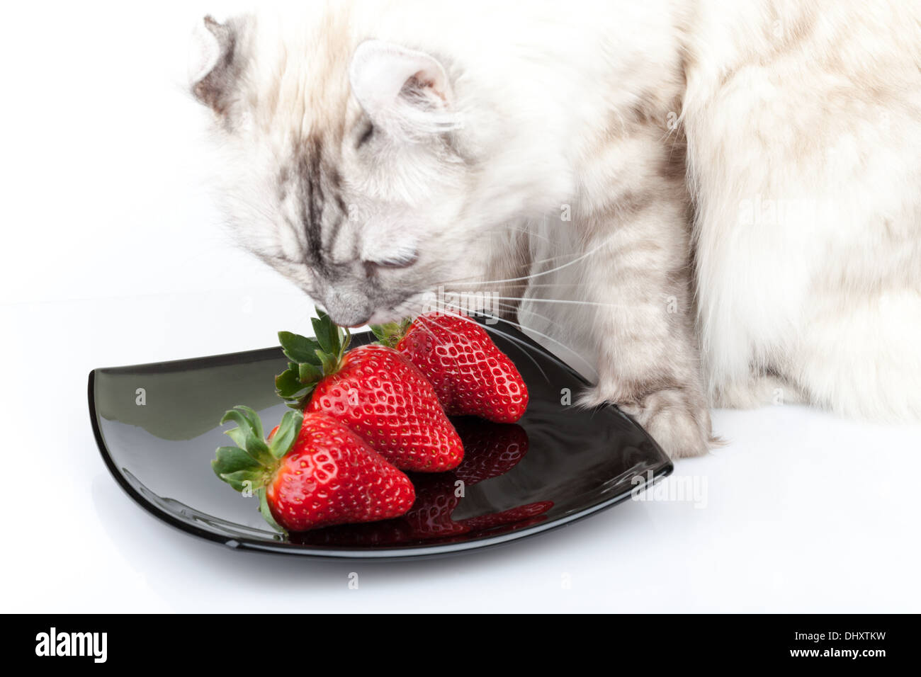 Weiße Katze frisst sorgfältig frische rote Erdbeere Stockfoto