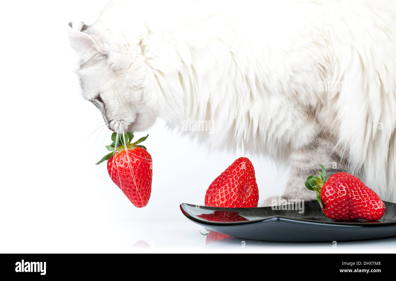 Weiße Katze frisst sorgfältig frische rote Erdbeere aus schwarzen Platte Stockfoto