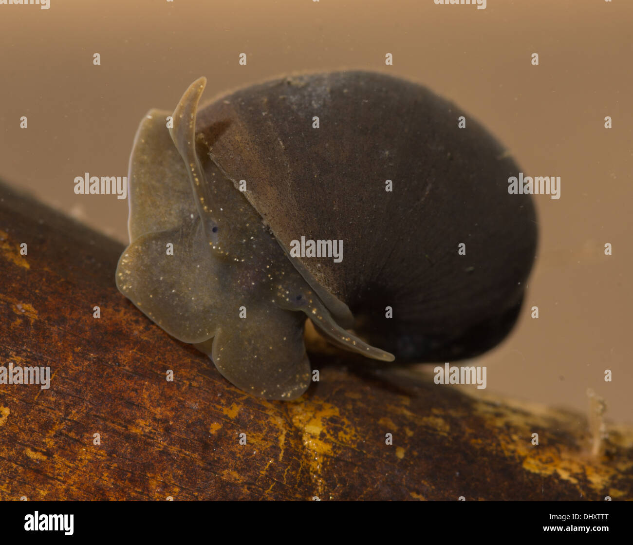 wandernde Teich Schnecke unter Wasser im aquarium Stockfotografie Alamy