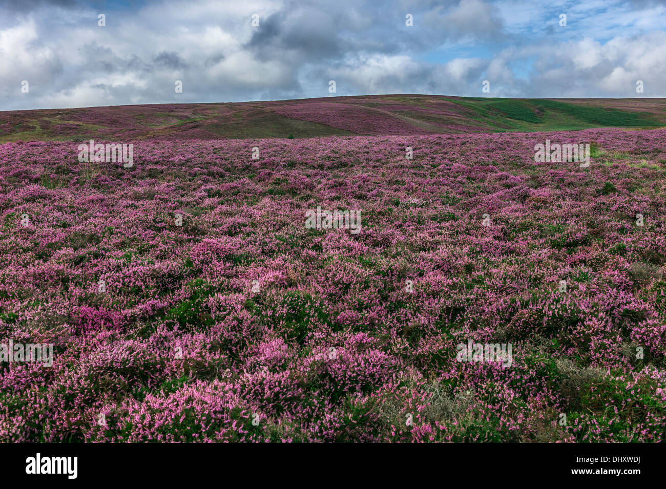 Heather in voller Blüte über die hügelige Landschaft von North York Moors National Park in der Nähe von Goathland, Yorkshire, Großbritannien. Stockfoto