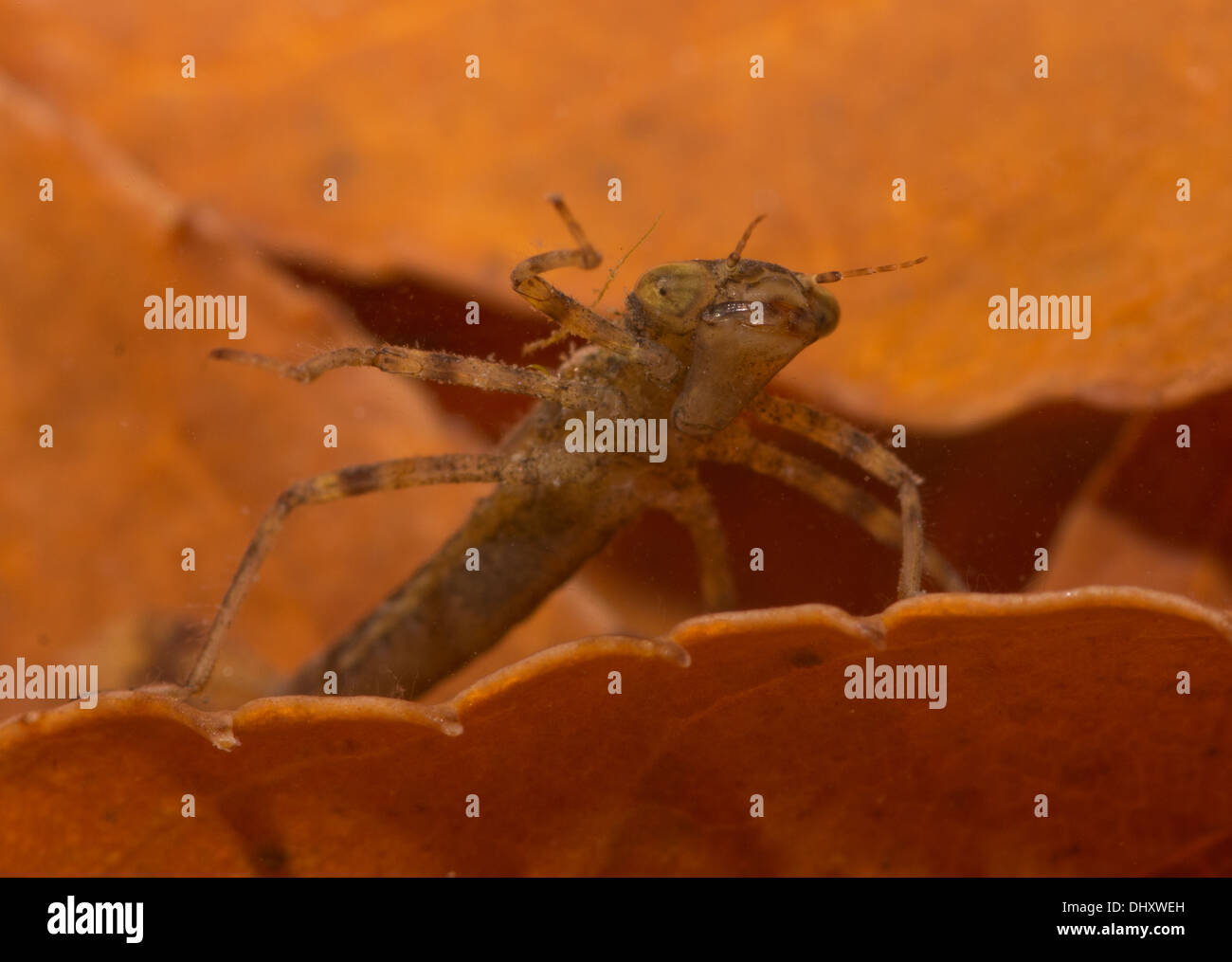 Pyrrhosoma Nymphula große rote Damselfly Nymphe genommen unter Wasser im aquarium Stockfoto